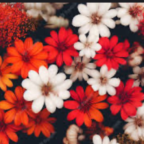 NFS - Picture 9 of 10